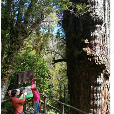 Meet the oldest tree in the world - 5,000 years old