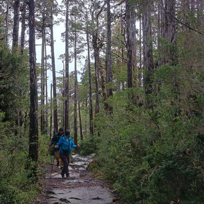 Meet the oldest tree in the world - 5,000 years old