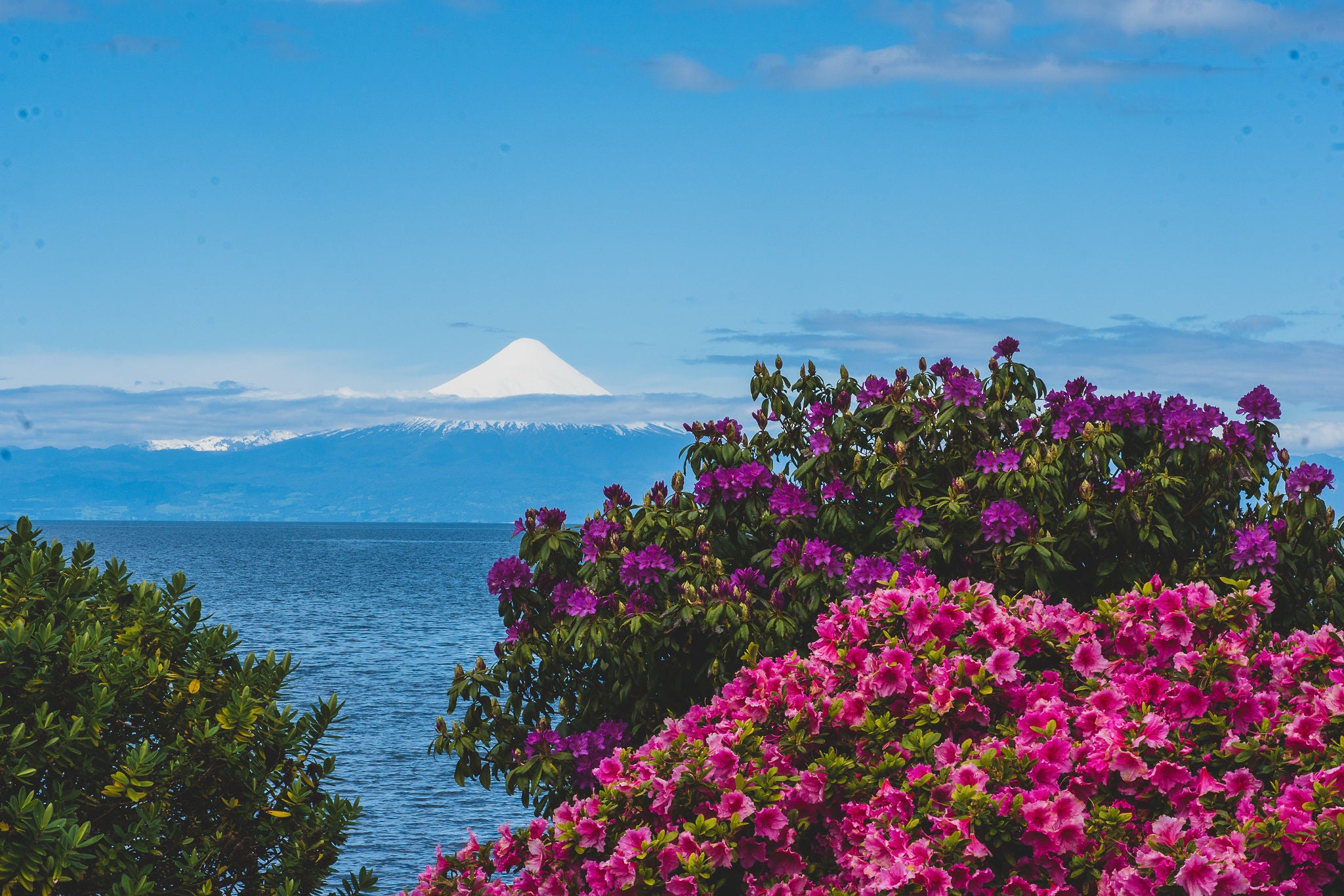 Llegó la “bendita” primavera: Una oportunidad para conocer las flores y árboles nativos de la Ruta Lagos y Volcanes
