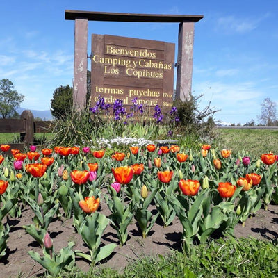 Camping y Cabañas los Copihues