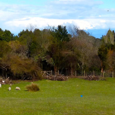 Cabaña y Tiny House - Volcán de Puerto Octay