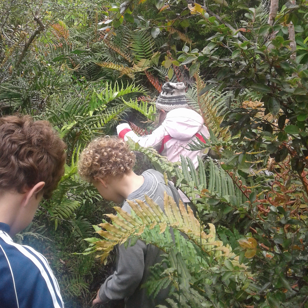 Sendero guiado por el bosque nativo en Raymapu