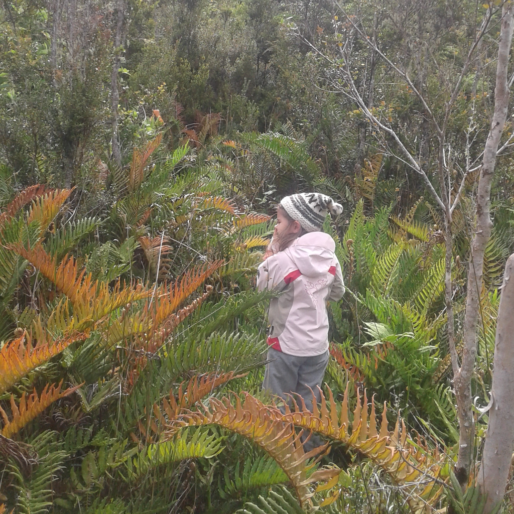 Sendero guiado por el bosque nativo en Raymapu
