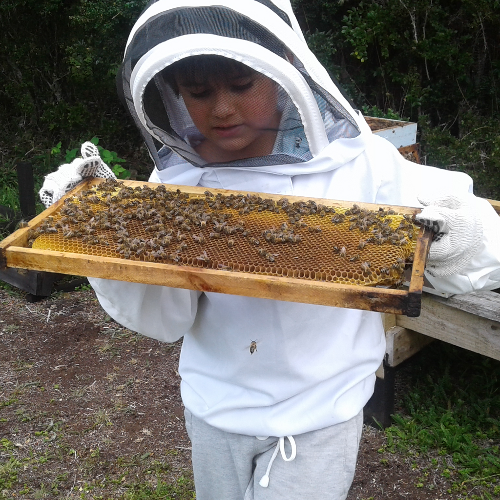 Conoce la vida de las Abejas - Apiario Raymapu