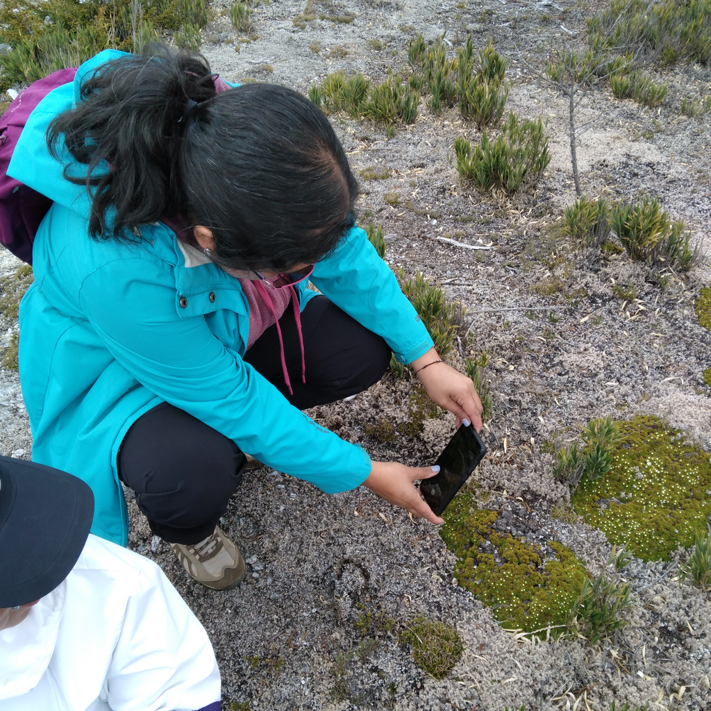 Conoce el árbol más antiguo del mundo - 5.000 años