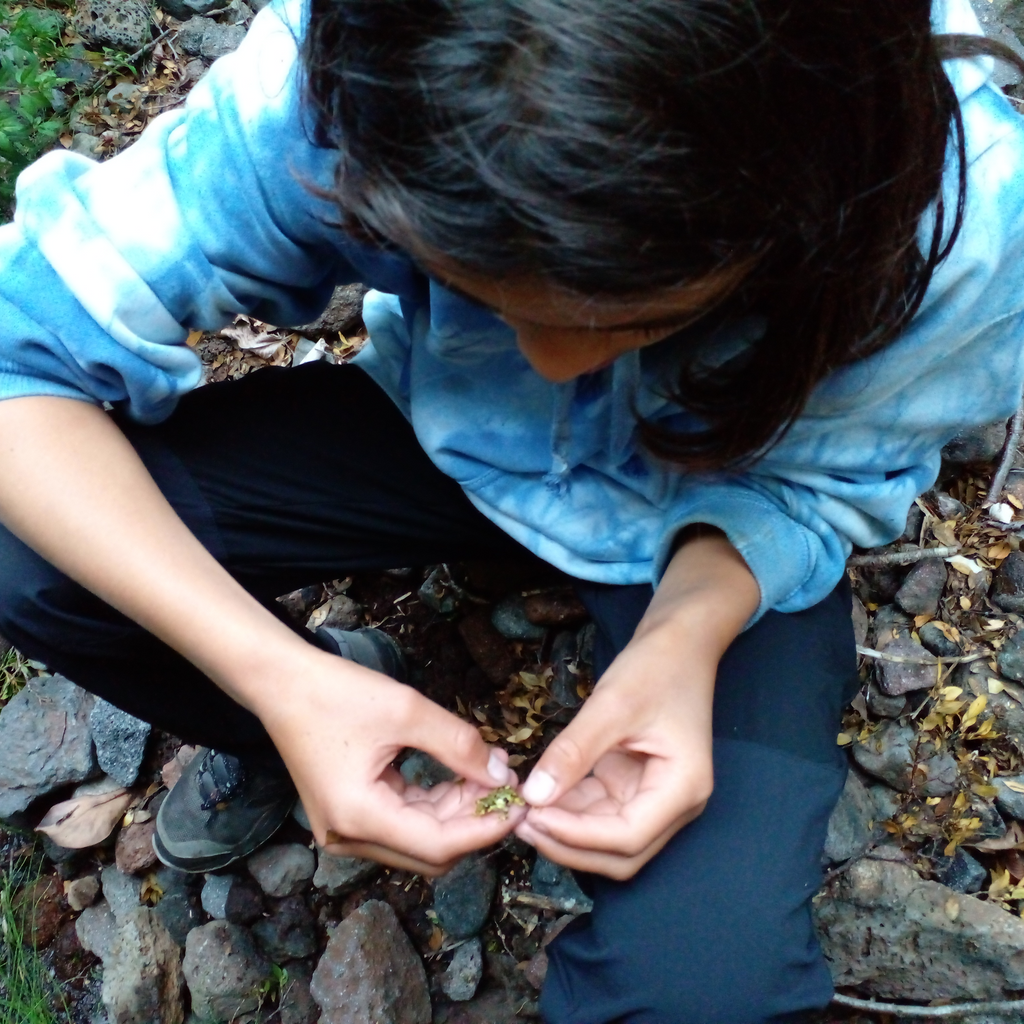 Sendero guiado por el bosque nativo en Raymapu
