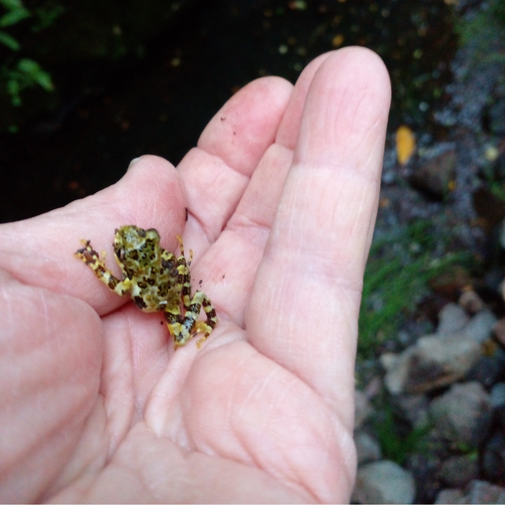 Sendero guiado por el bosque nativo en Raymapu