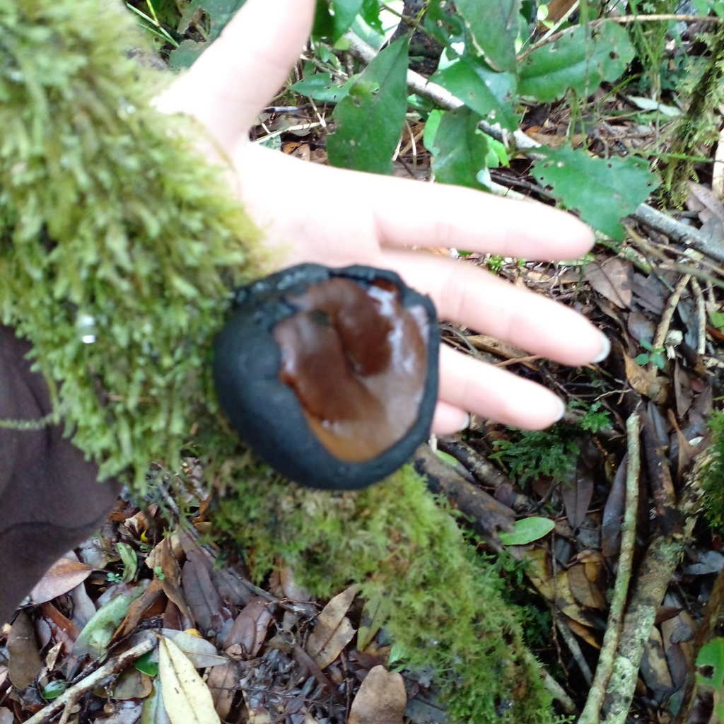 Sendero guiado por el bosque nativo en Raymapu