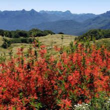 Trekking Mirador de los Volcanes - Ranco