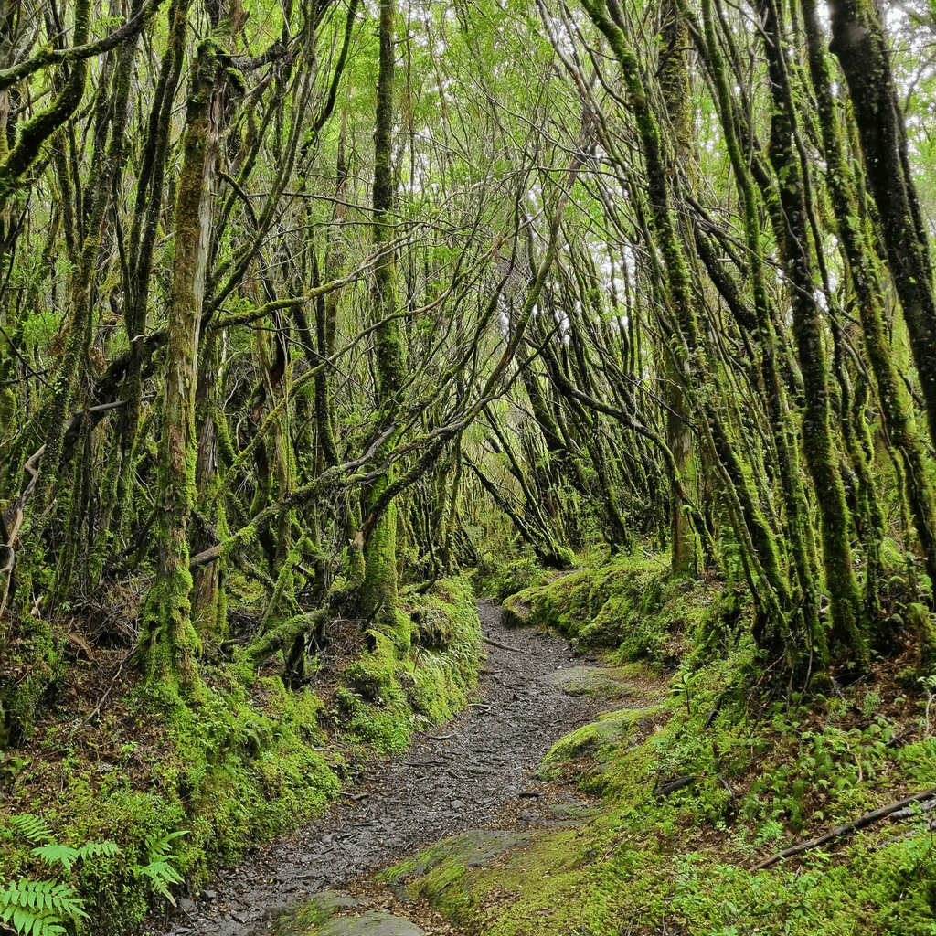 Trekking Reserva Nacional Llanquihue - Puerto Varas