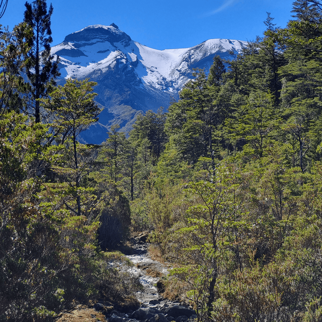 Trekking Reserva Nacional Llanquihue - Puerto Varas