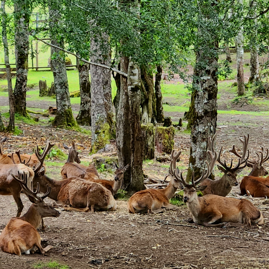 Tour Huilo Huilo - Pucón