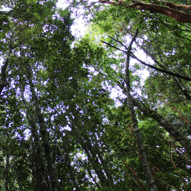 Cabaña Mahuida Ruka (4 personas) - Licanray