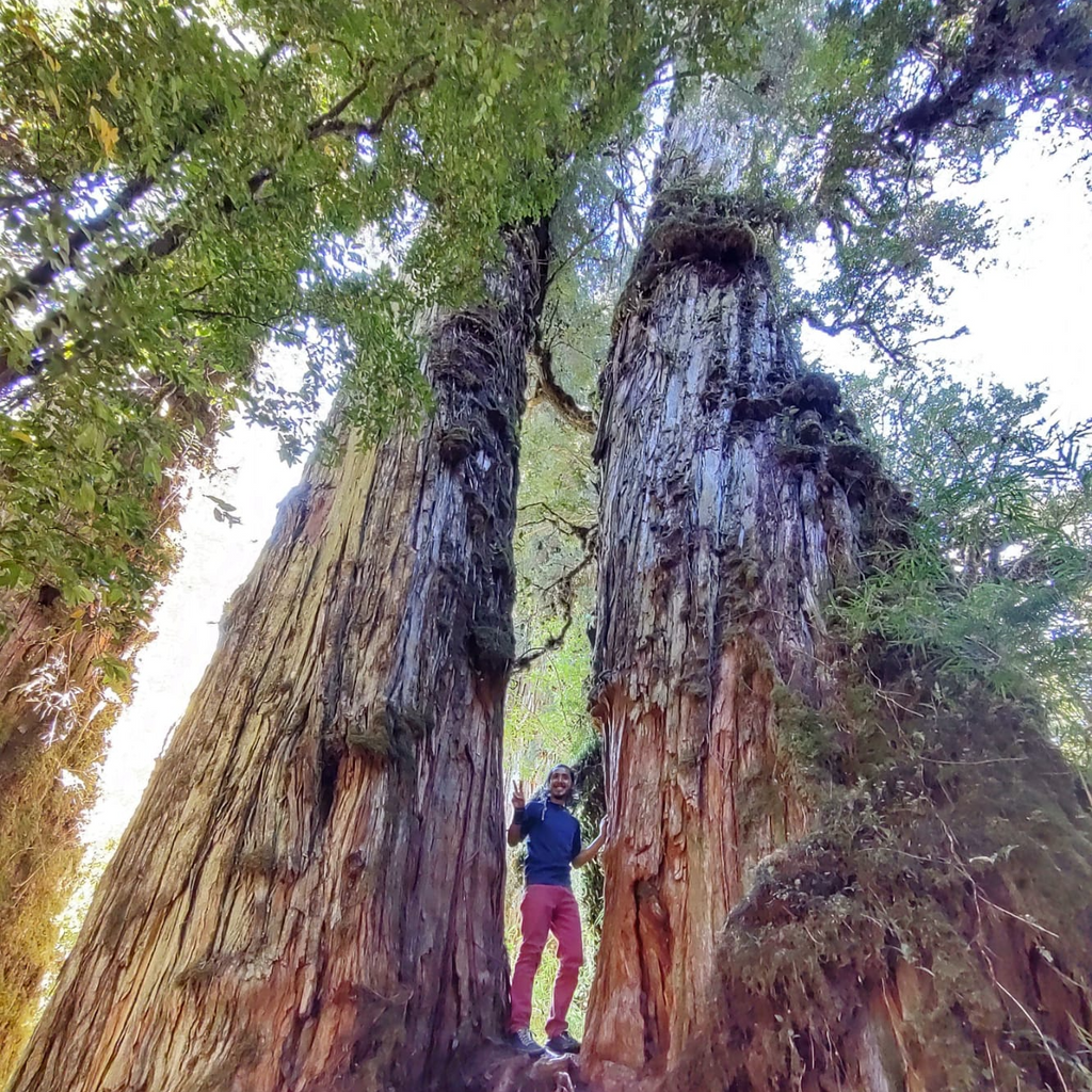 Sendero Alerces Milenarios y Cascada Escondida - Parque Pumalín