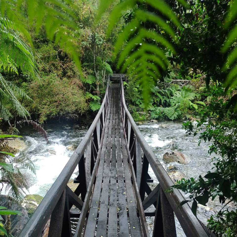 Sendero Alerces Milenarios y Cascada Escondida - Parque Pumalín