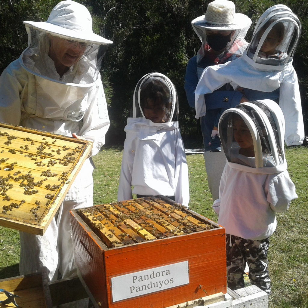 Conoce la vida de las Abejas - Apiario Raymapu