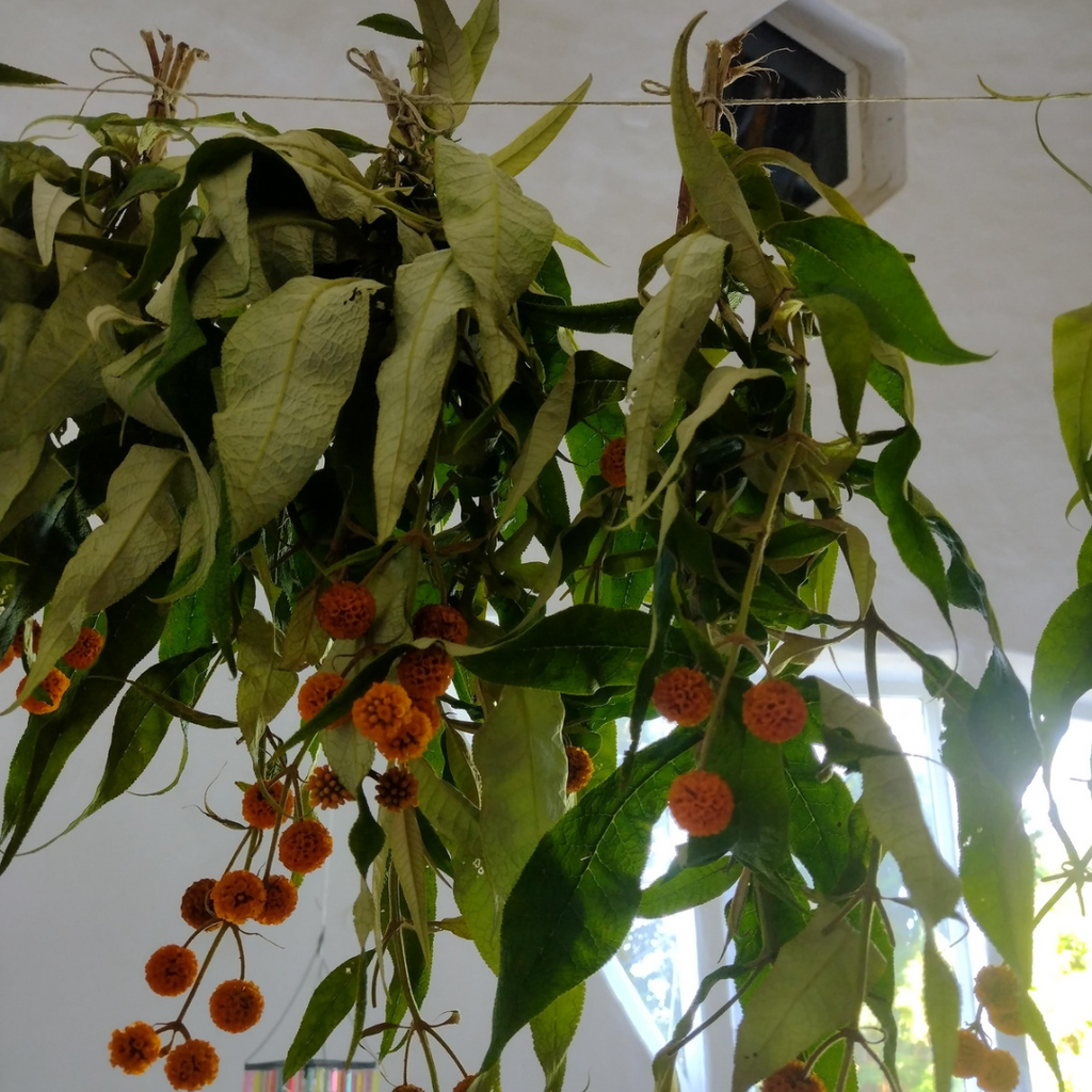 Biocosmética del bosque