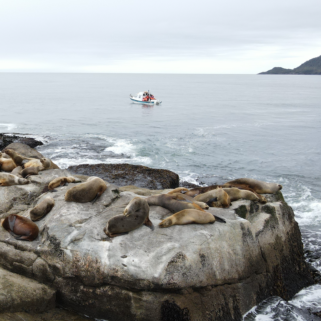 Loberias Raúl Marín - Carretera Austral