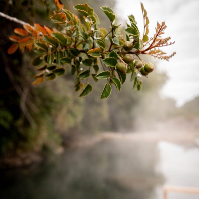 Entradas Termas de Pichicolo