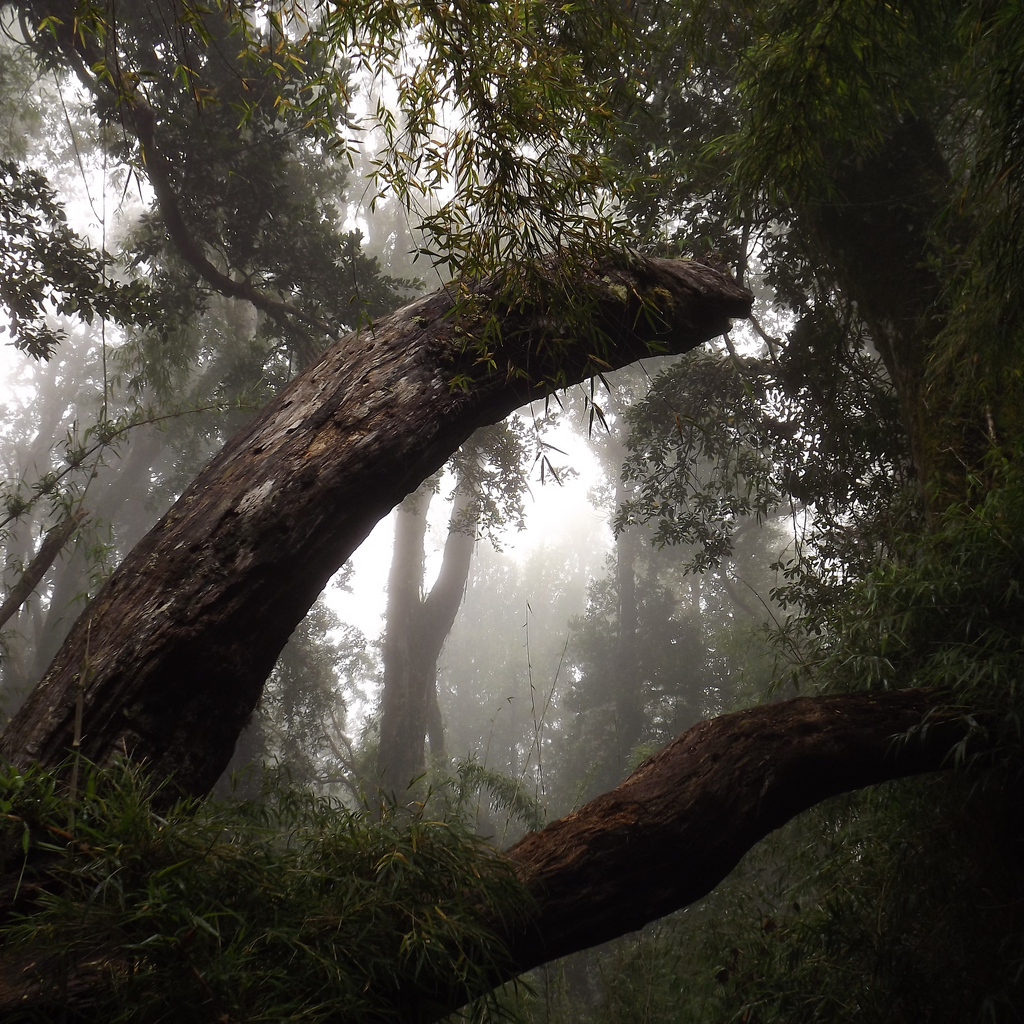 Trekking Cerro Pico Toribio - Ranco