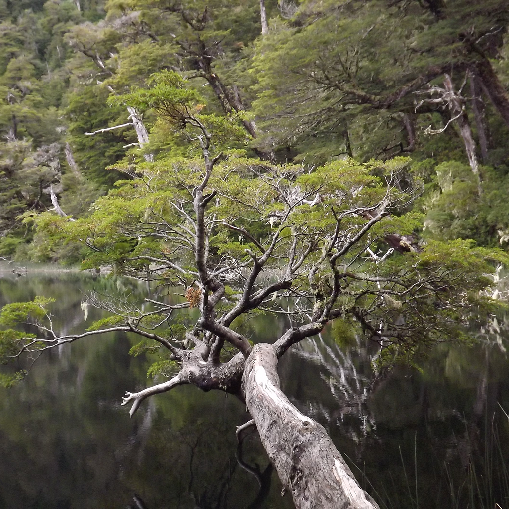 Trekking Cerro Pico Toribio - Ranco