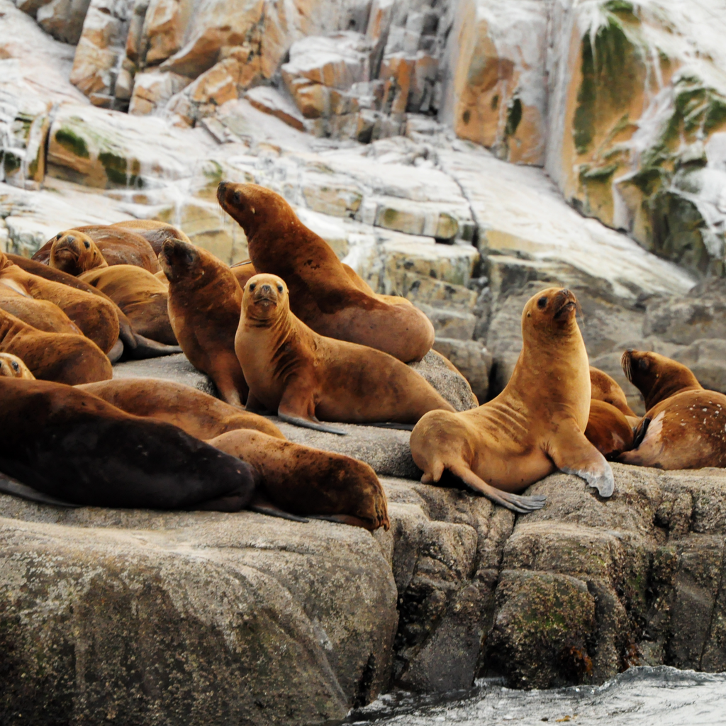 Loberias Raúl Marín - Carretera Austral
