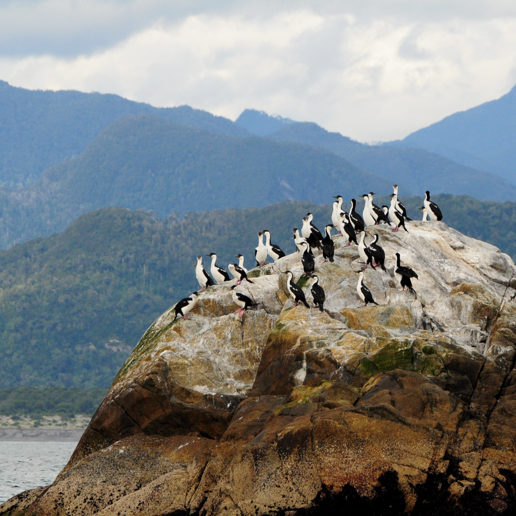Loberias Raúl Marín - Carretera Austral