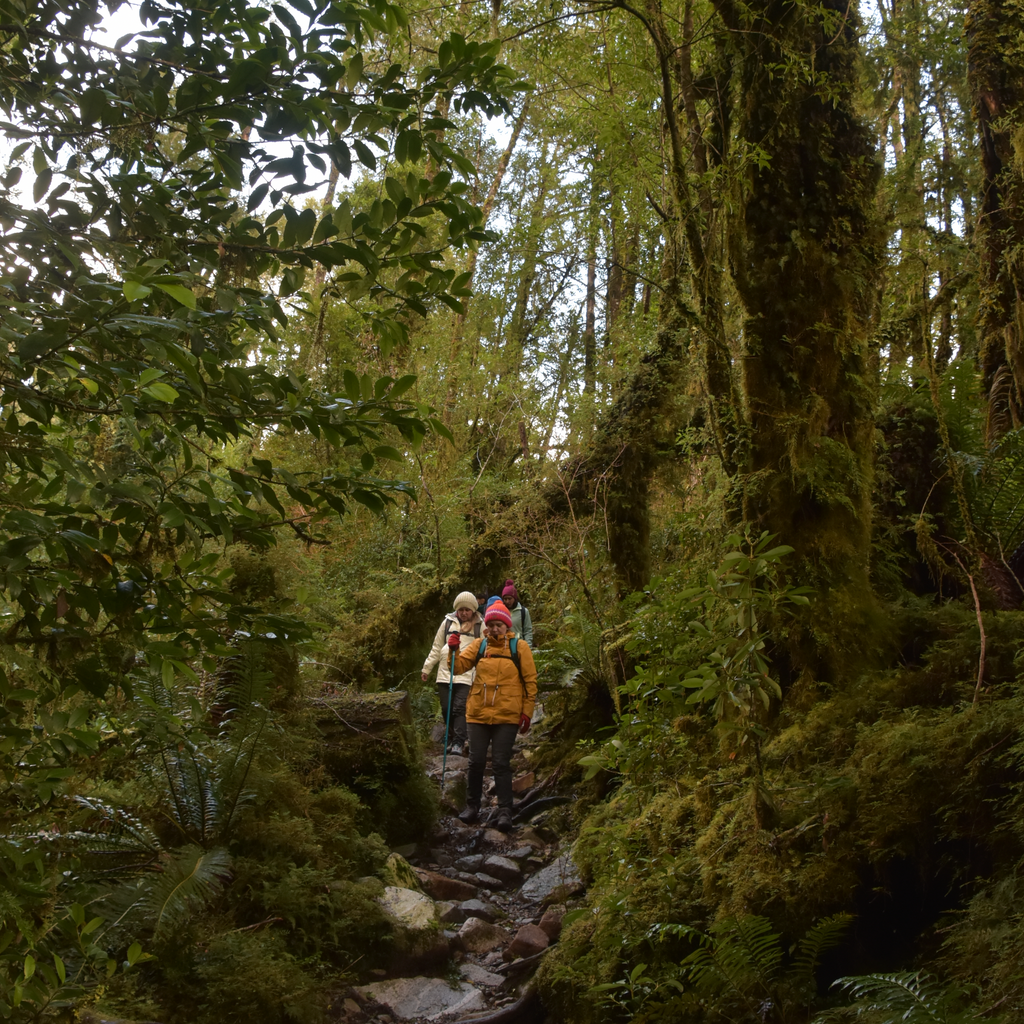 Trekking Ventisquero Queulat - Carretera Austral