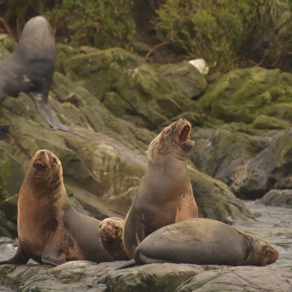 Loberias Raúl Marín - Carretera Austral
