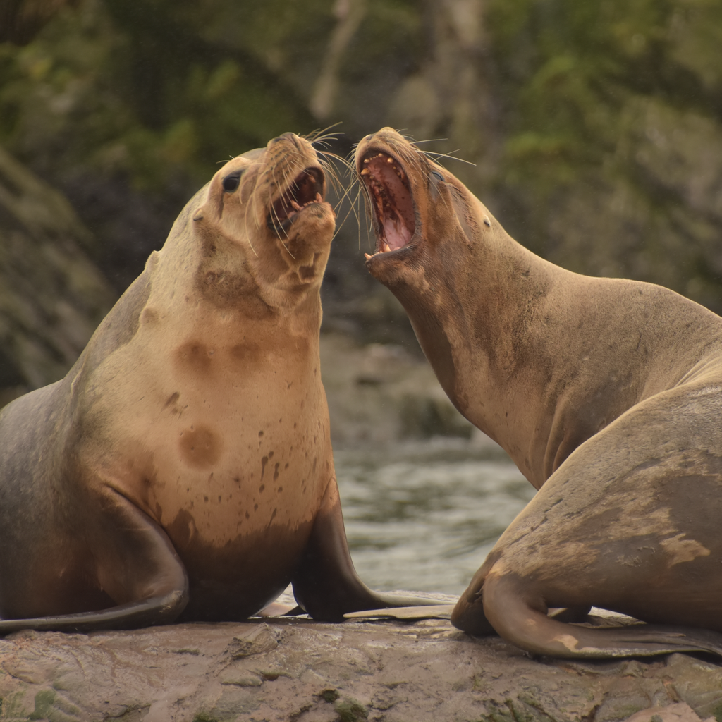 Loberias Raúl Marín - Carretera Austral
