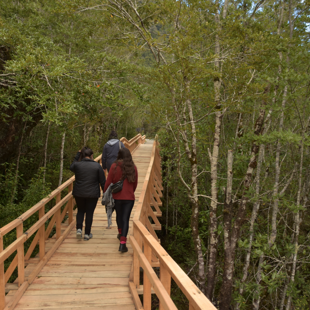 Trekking Ventisquero Queulat - Carretera Austral