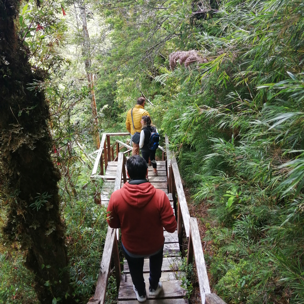 Conoce el árbol más antiguo del mundo - 5.000 años