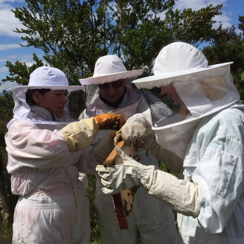 Conoce la vida de las Abejas - Apiario Raymapu