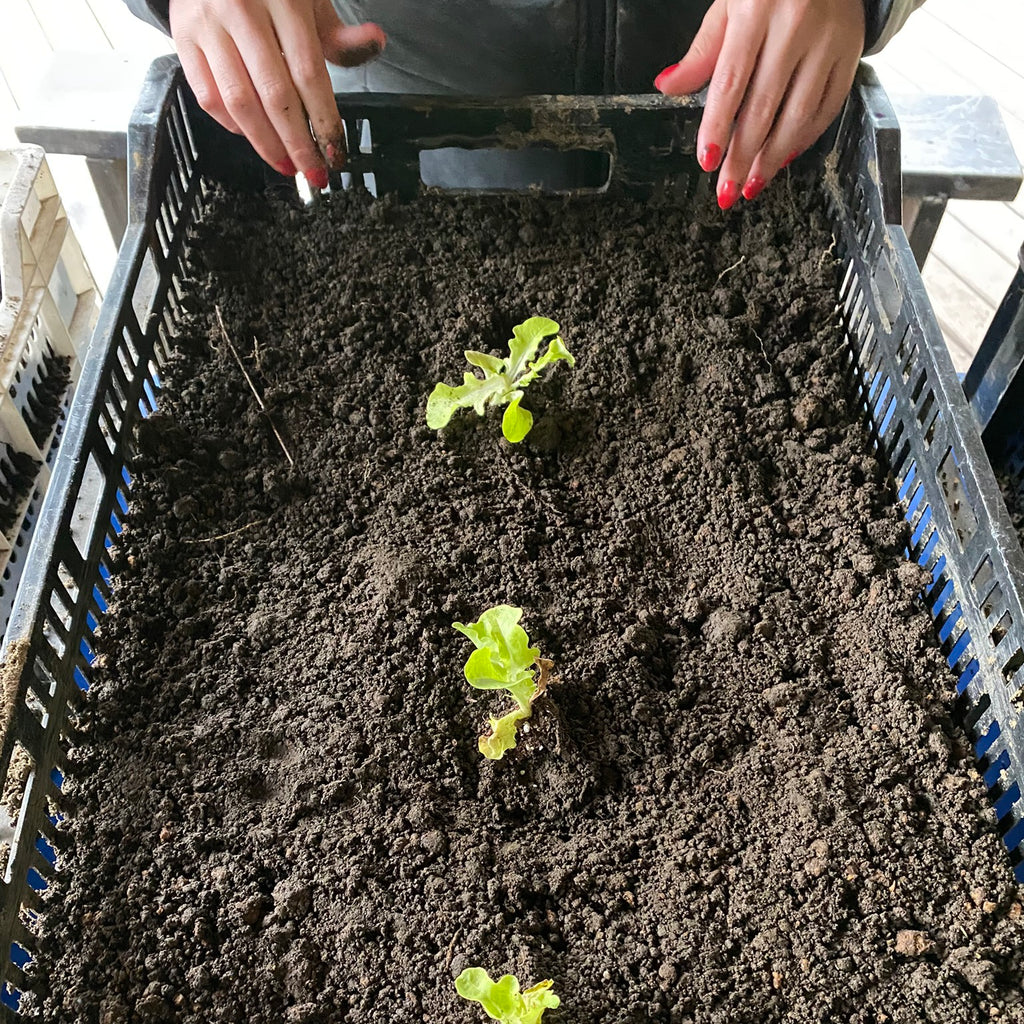 Cosecha tu Alimento en Lago Ranco