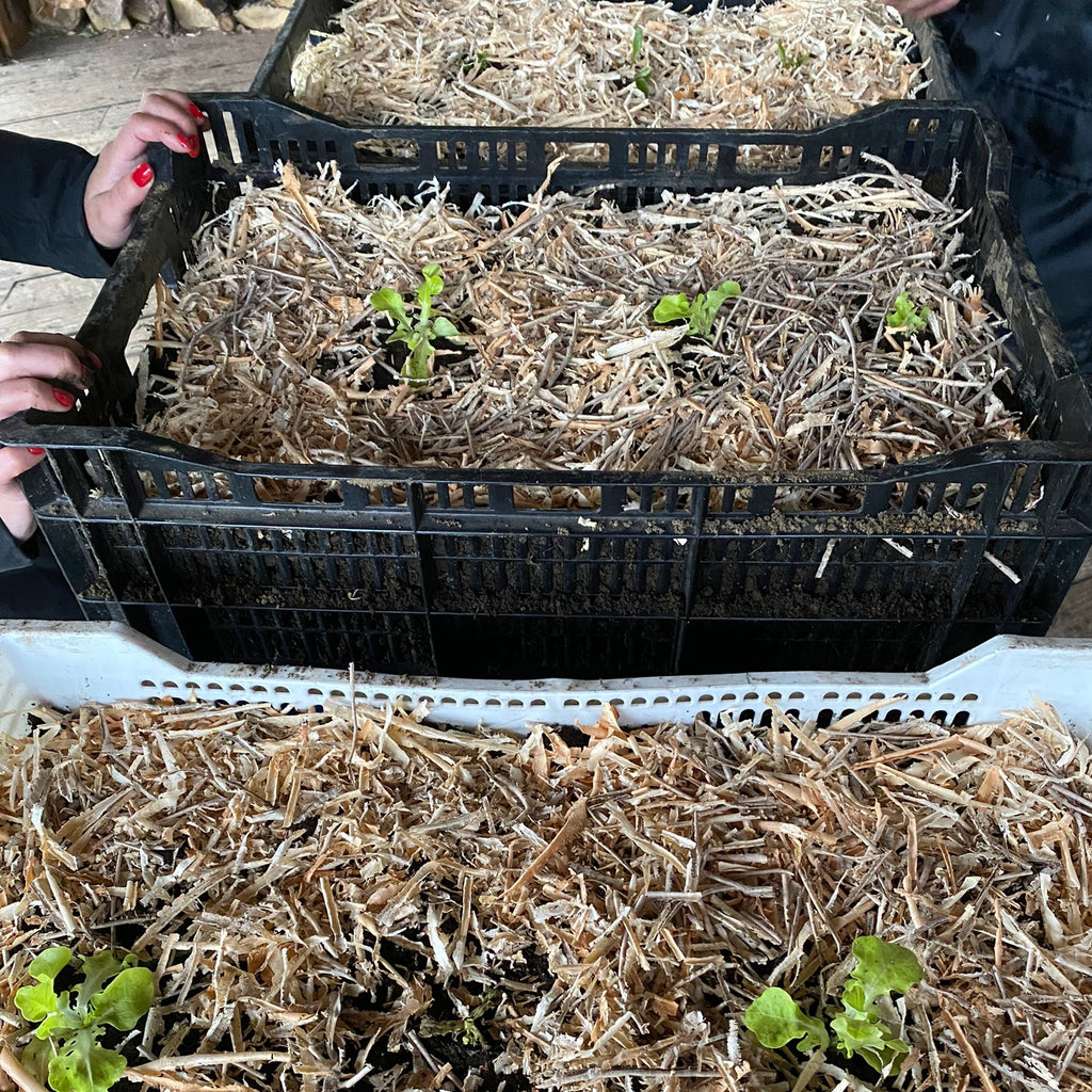 Cosecha tu Alimento en Lago Ranco