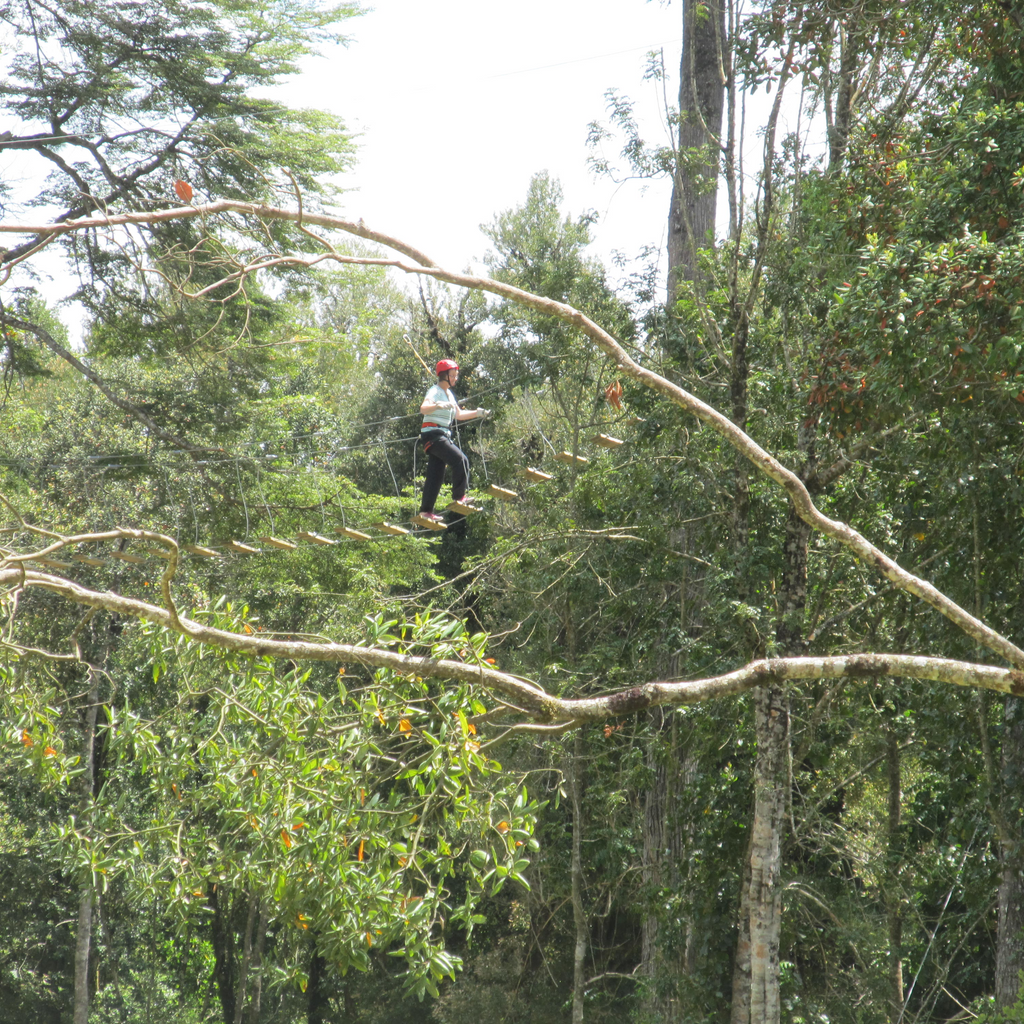 Canopy y Arborismo - Puerto Octay
