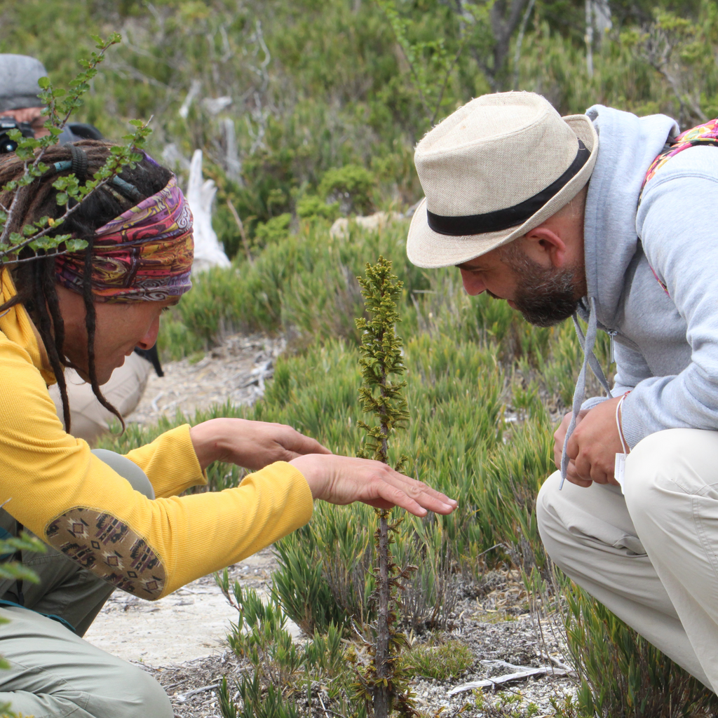 Conoce el árbol más antiguo del mundo - 5.000 años