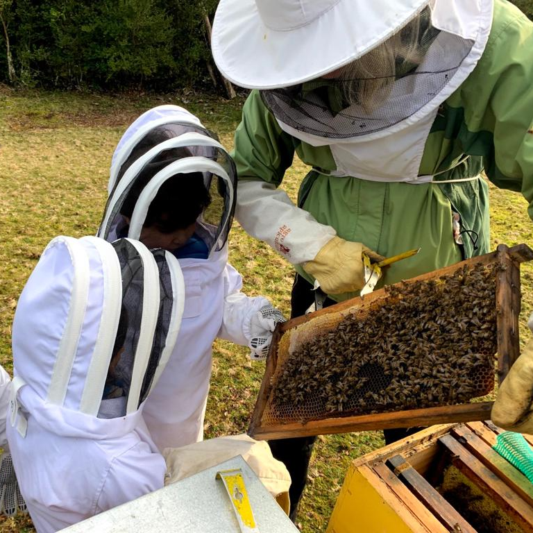 Conoce la vida de las Abejas - Apiario Raymapu