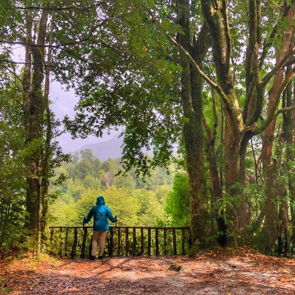 Sendero Mirador y Ranita de Darwin - Parque Pumalín