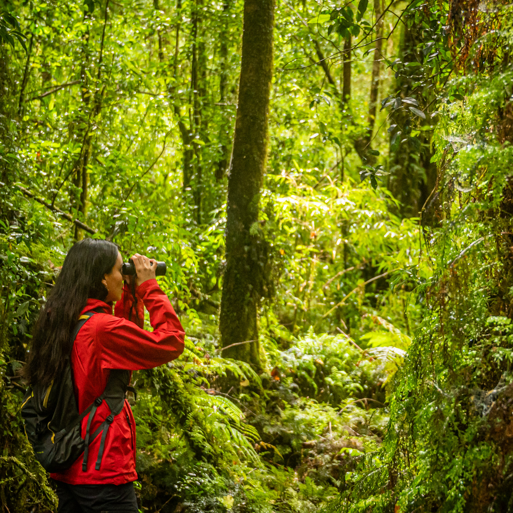 Sendero Mirador y Ranita de Darwin - Parque Pumalín