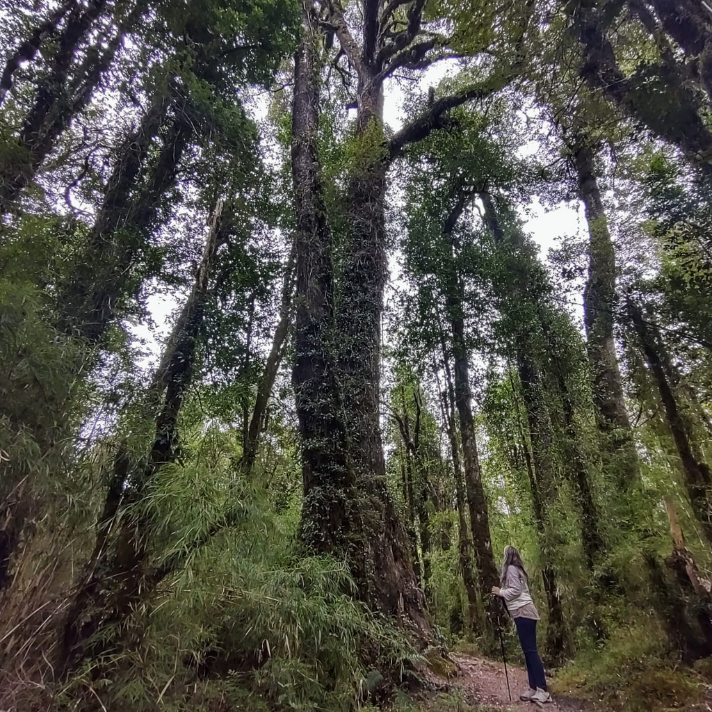 Sendero Mirador y Ranita de Darwin - Parque Pumalín