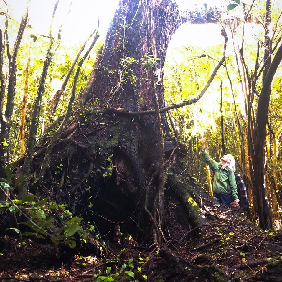Sendero guiado por el bosque nativo en Raymapu