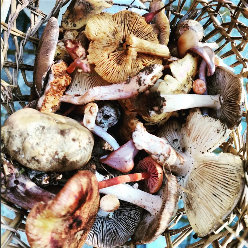 Cosecha de flores y frutas - Mínimo 2 personas