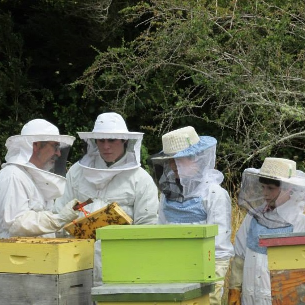 Conoce la vida de las Abejas - Apiario Raymapu