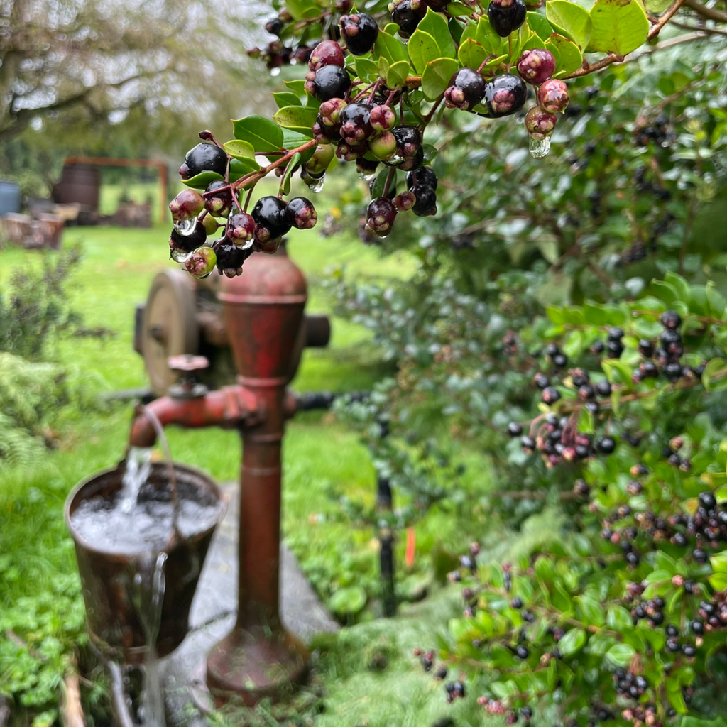 Cabaña Las Vertientes (4 personas) - Lago Rupanco