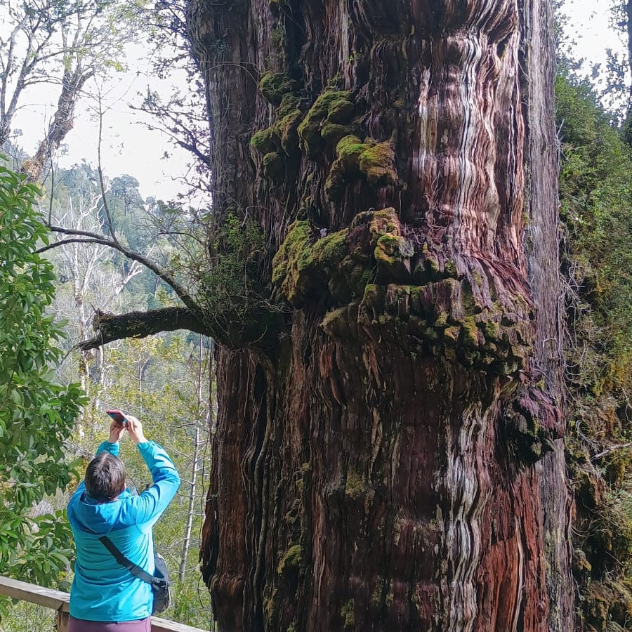 Conoce el árbol más antiguo del mundo - 5.000 años