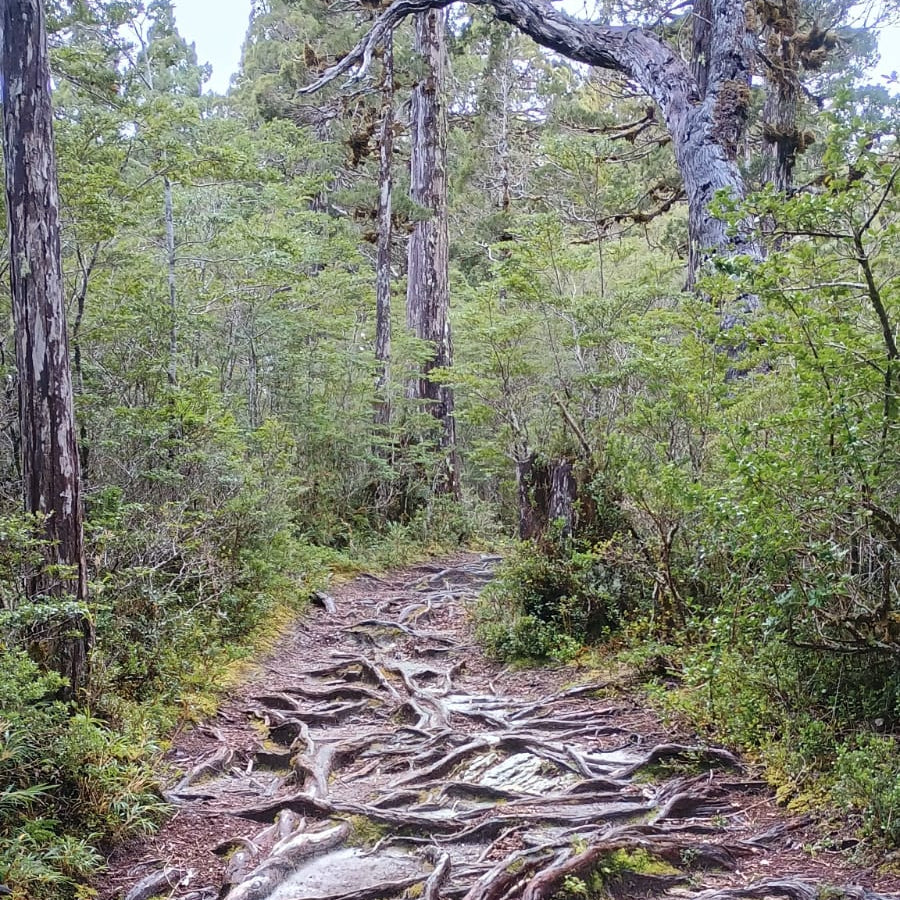 Conoce el árbol más antiguo del mundo - 5.000 años