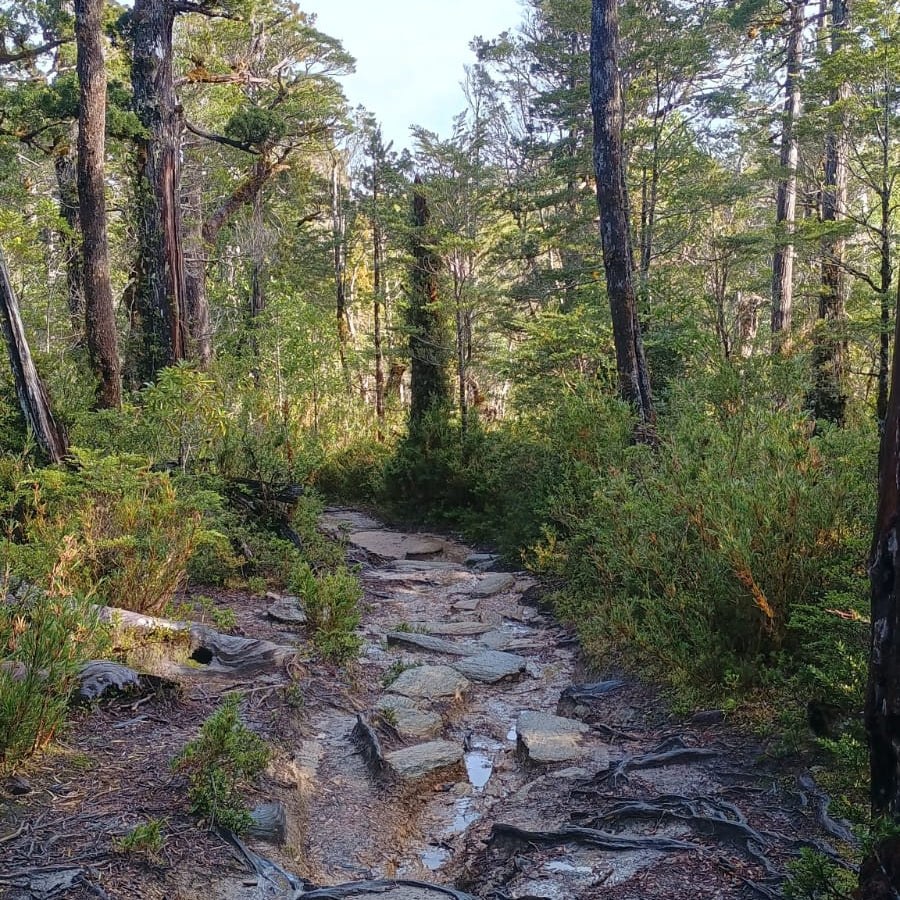 Conoce el árbol más antiguo del mundo - 5.000 años