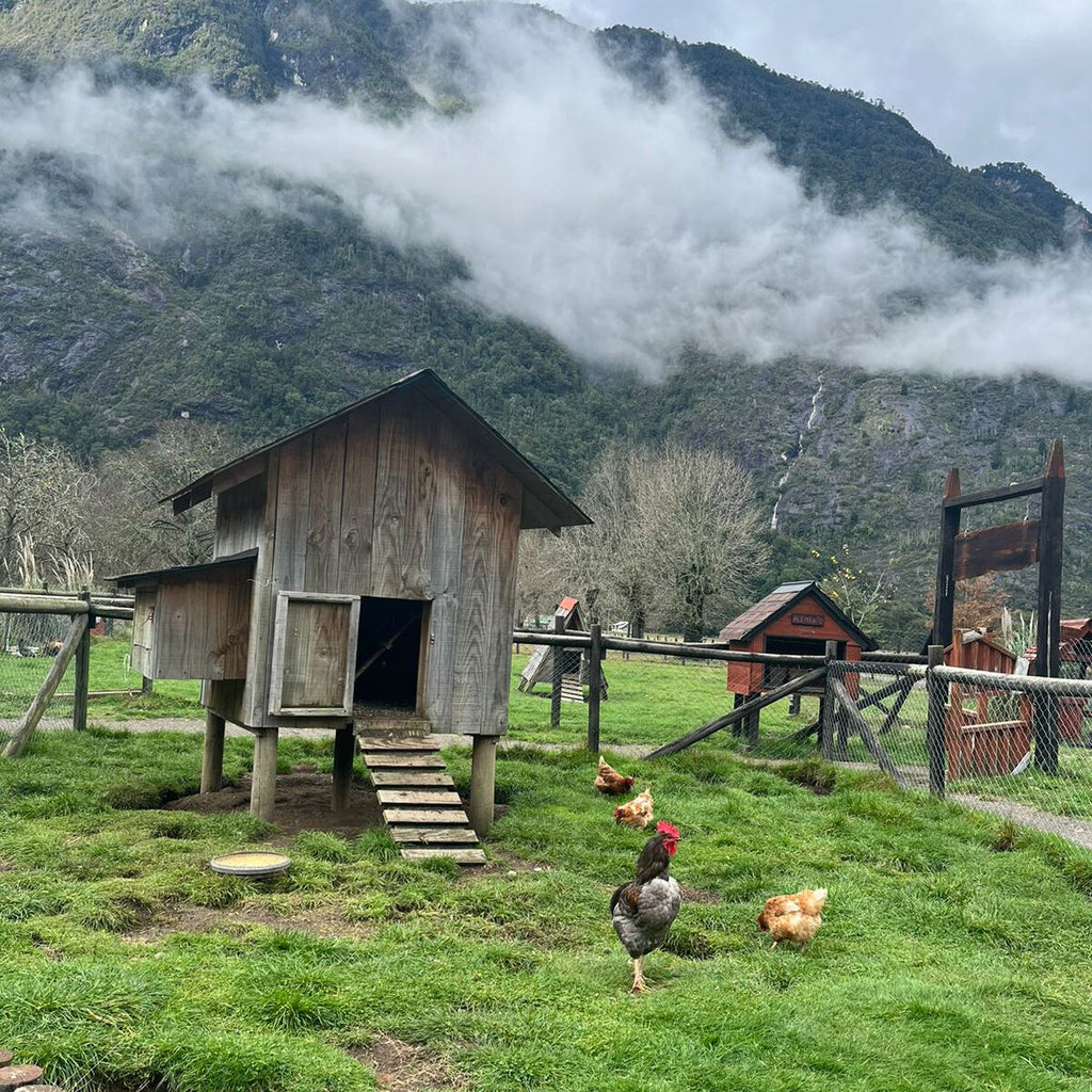 Todos Los Santos Lake and Villa Peulla Day Tour