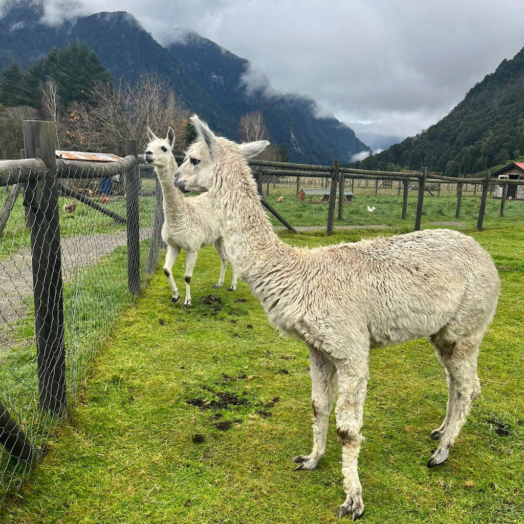 Todos Los Santos Lake and Villa Peulla Day Tour